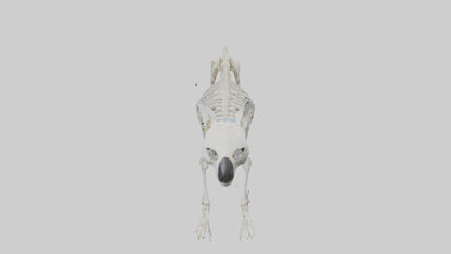 3D model Koala Skeleton model VR / AR / low-poly