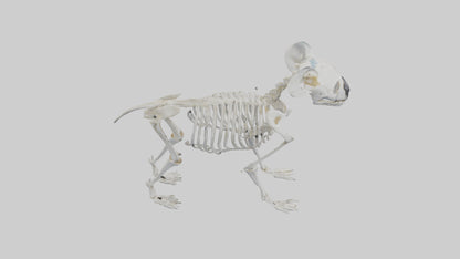 3D model Koala Skeleton model VR / AR / low-poly
