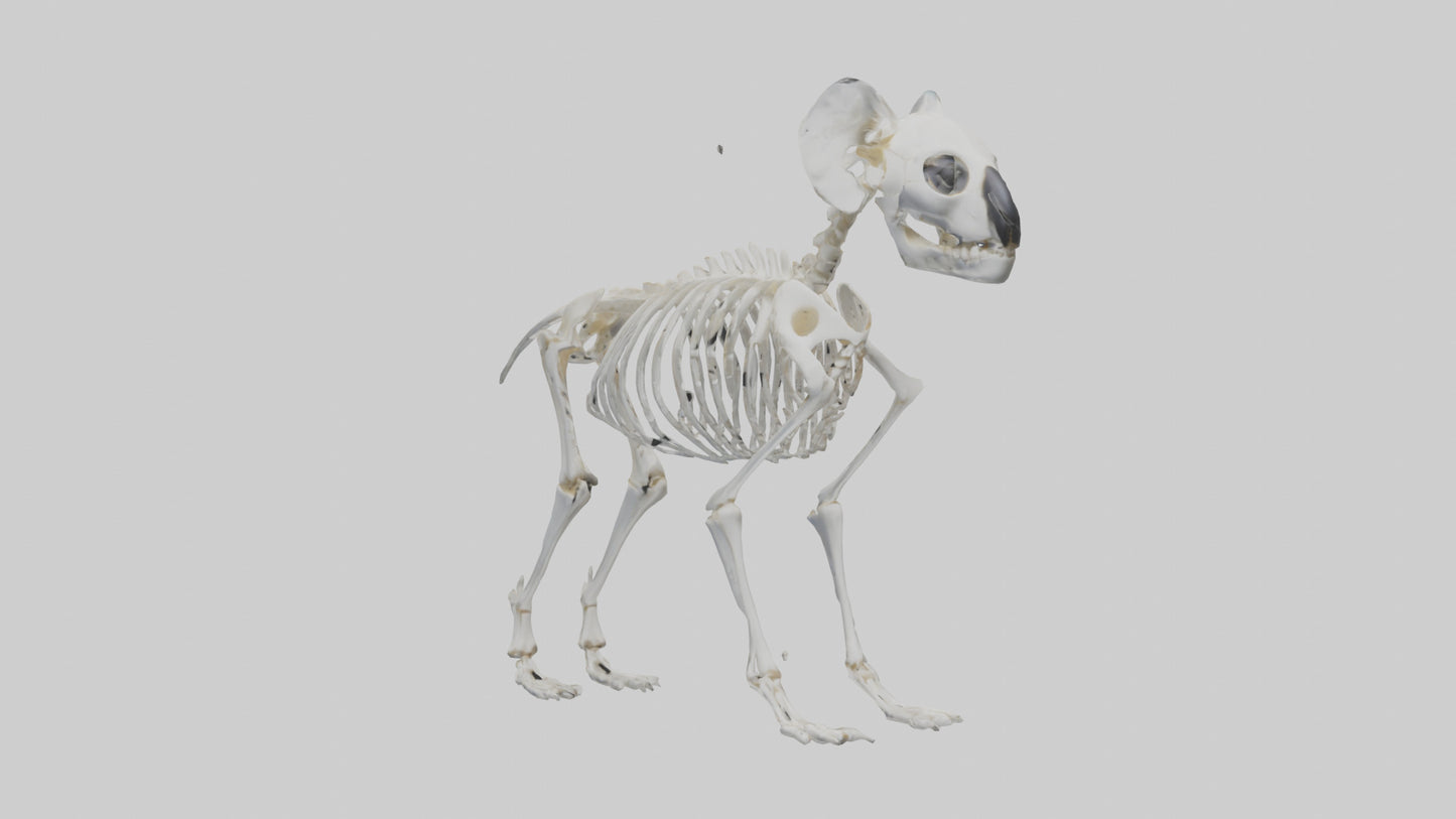 3D model Koala Skeleton model VR / AR / low-poly