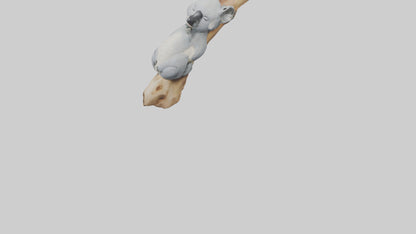 3D model Koala sleeping model VR / AR / low-poly