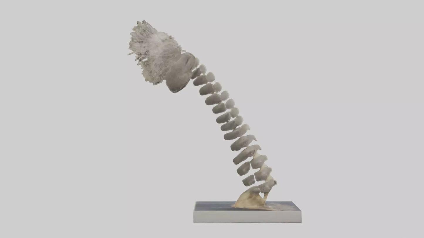 Koala Spine 3D model