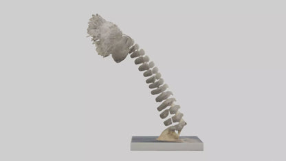 Koala Spine 3D model