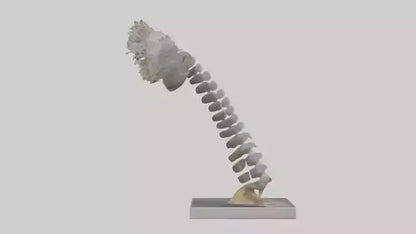 Koala Spine 3D model