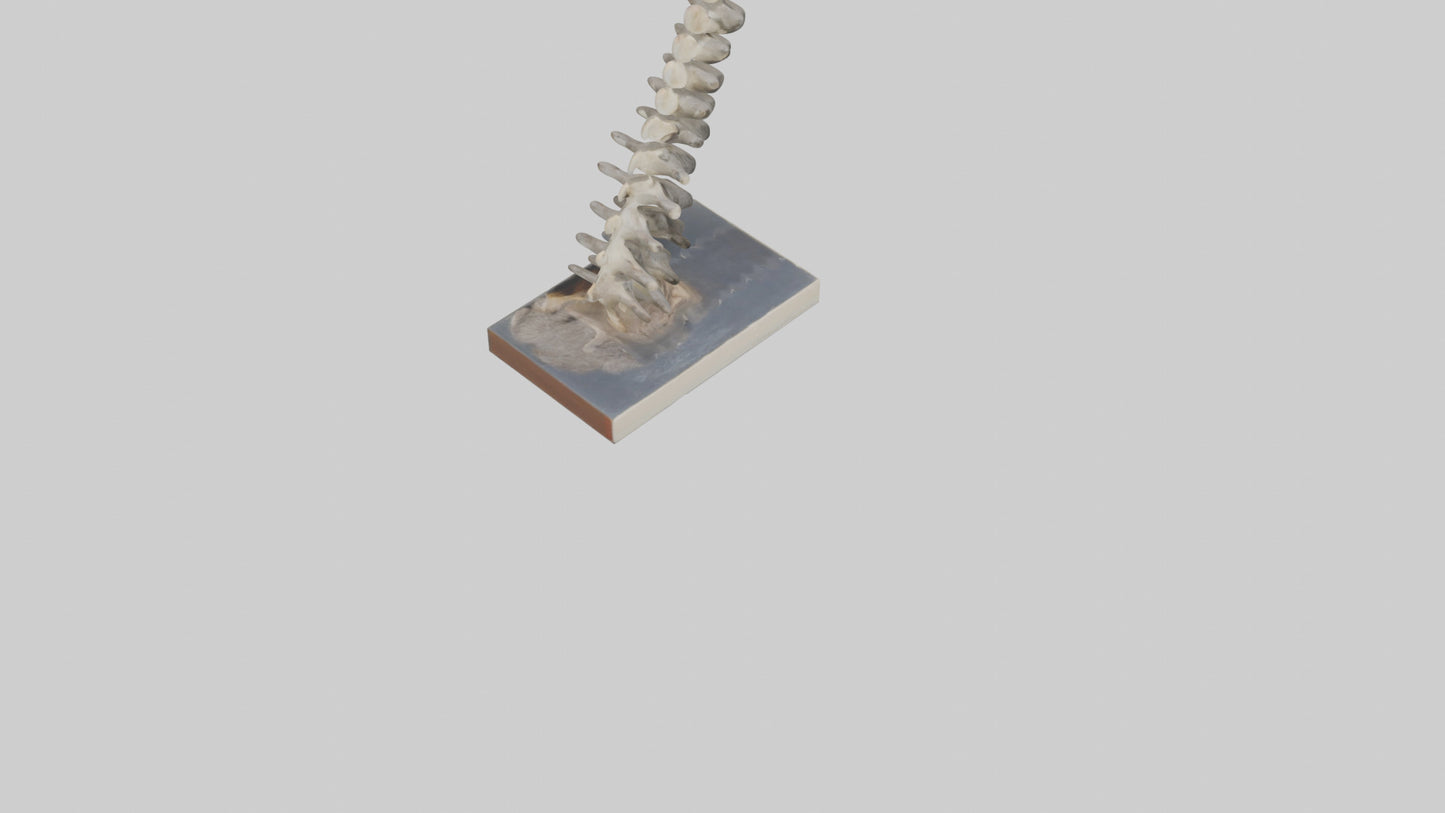 Koala Spine 3D model