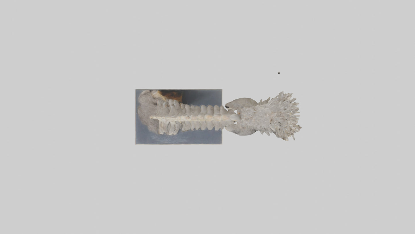 Koala Spine 3D model