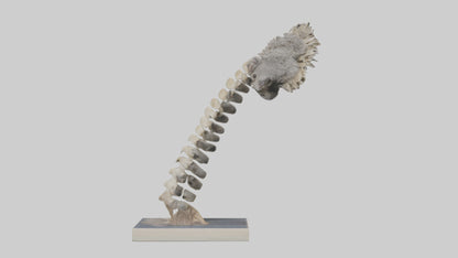 Koala Spine 3D model
