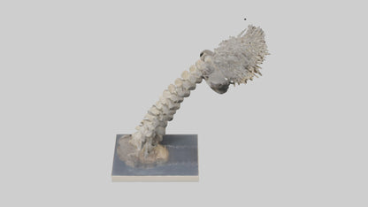 Koala Spine 3D model