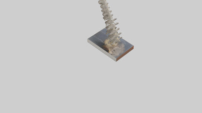 Koala Spine 3D model