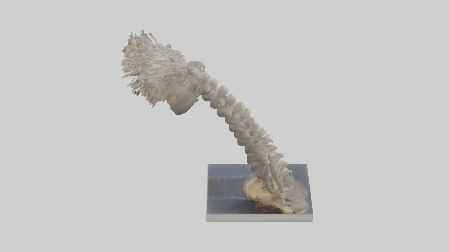 Koala Spine 3D model