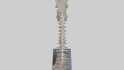 Koala Spine 3D model