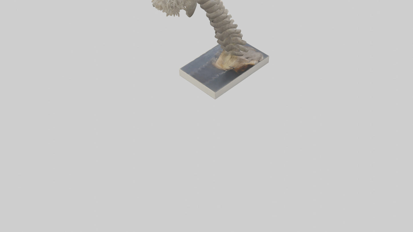 Koala Spine 3D model
