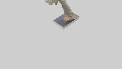 Koala Spine 3D model