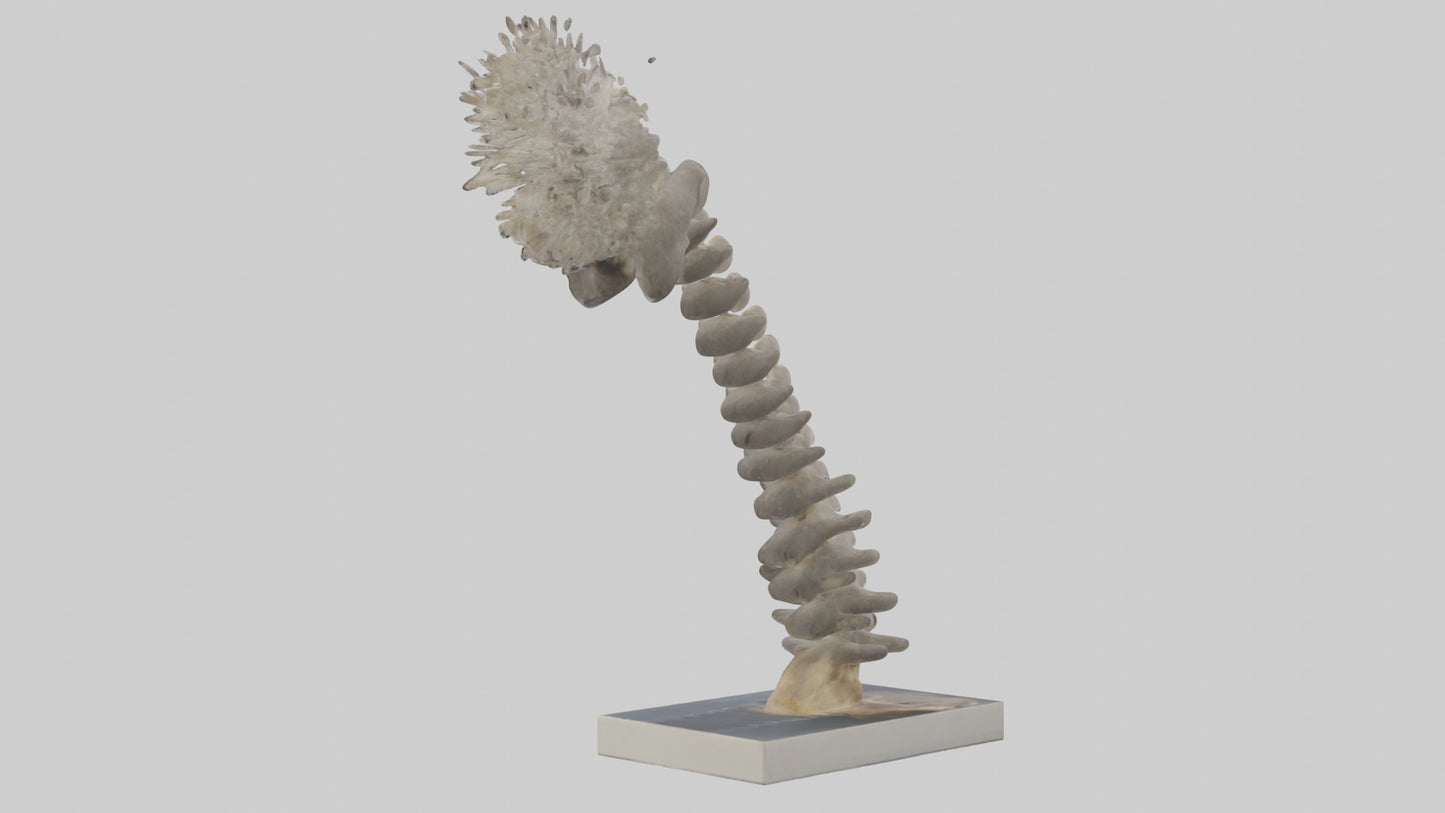 Koala Spine 3D model