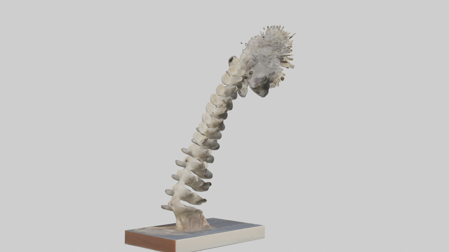 Koala Spine 3D model