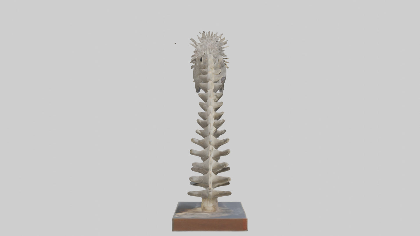 Koala Spine 3D model
