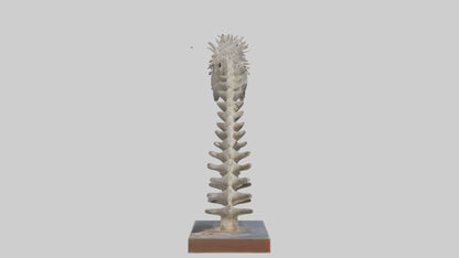 Koala Spine 3D model
