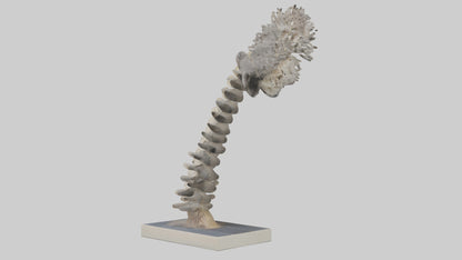 Koala Spine 3D model