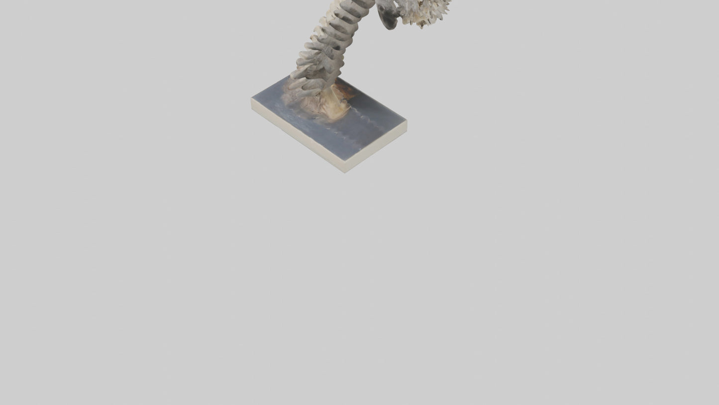 Koala Spine 3D model