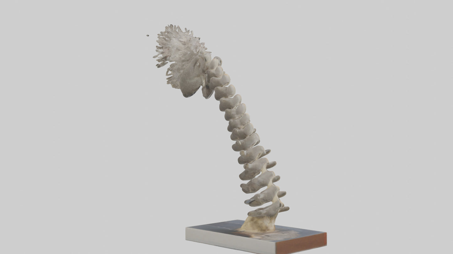 Koala Spine 3D model