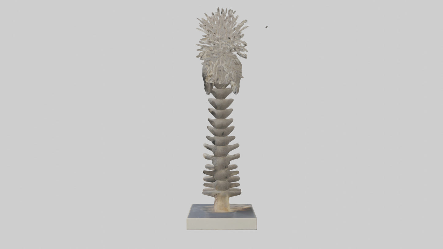 Koala Spine 3D model