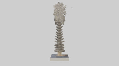 Koala Spine 3D model