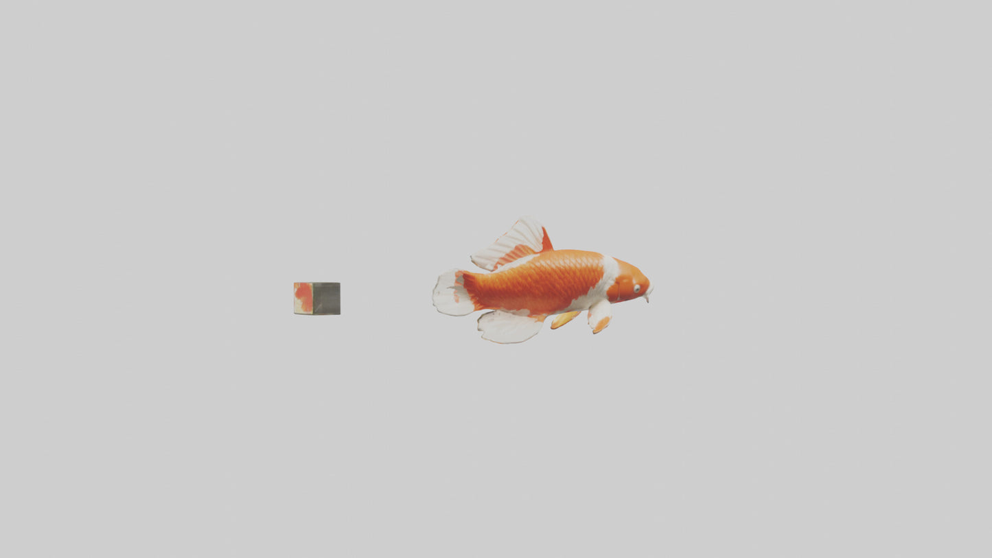 3D model Koi Carp swimming in pond model VR / AR / low-poly