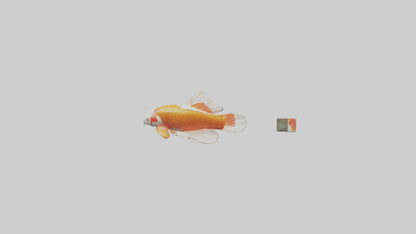 3D model Koi Carp swimming in pond model VR / AR / low-poly
