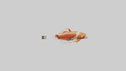 3D model Koi Carp swimming in pond model VR / AR / low-poly