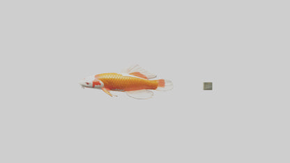 3D model Koi Carp swimming in pond model VR / AR / low-poly