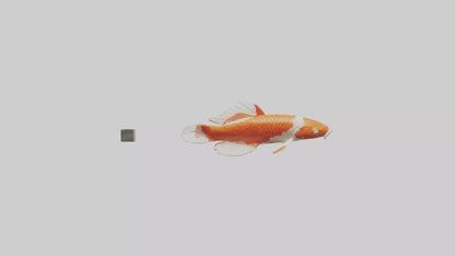 3D model Koi Carp swimming in pond model VR / AR / low-poly