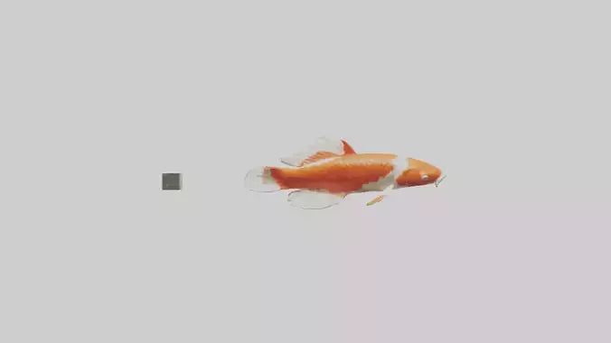 3D model Koi Carp swimming in pond model VR / AR / low-poly