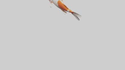 3D model Koi Fish swimming model VR / AR / low-poly