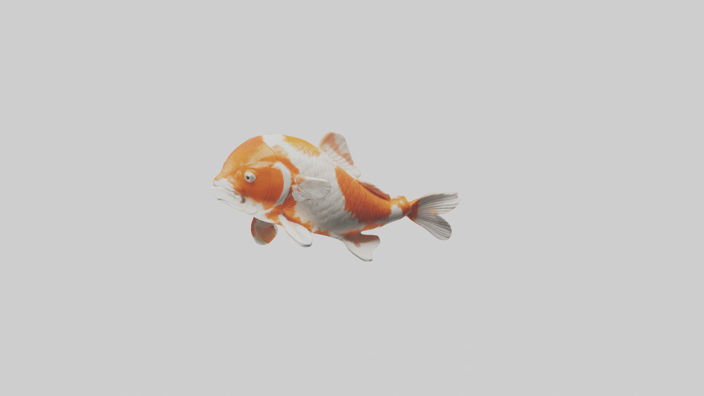 3D model Koi Fish swimming model VR / AR / low-poly