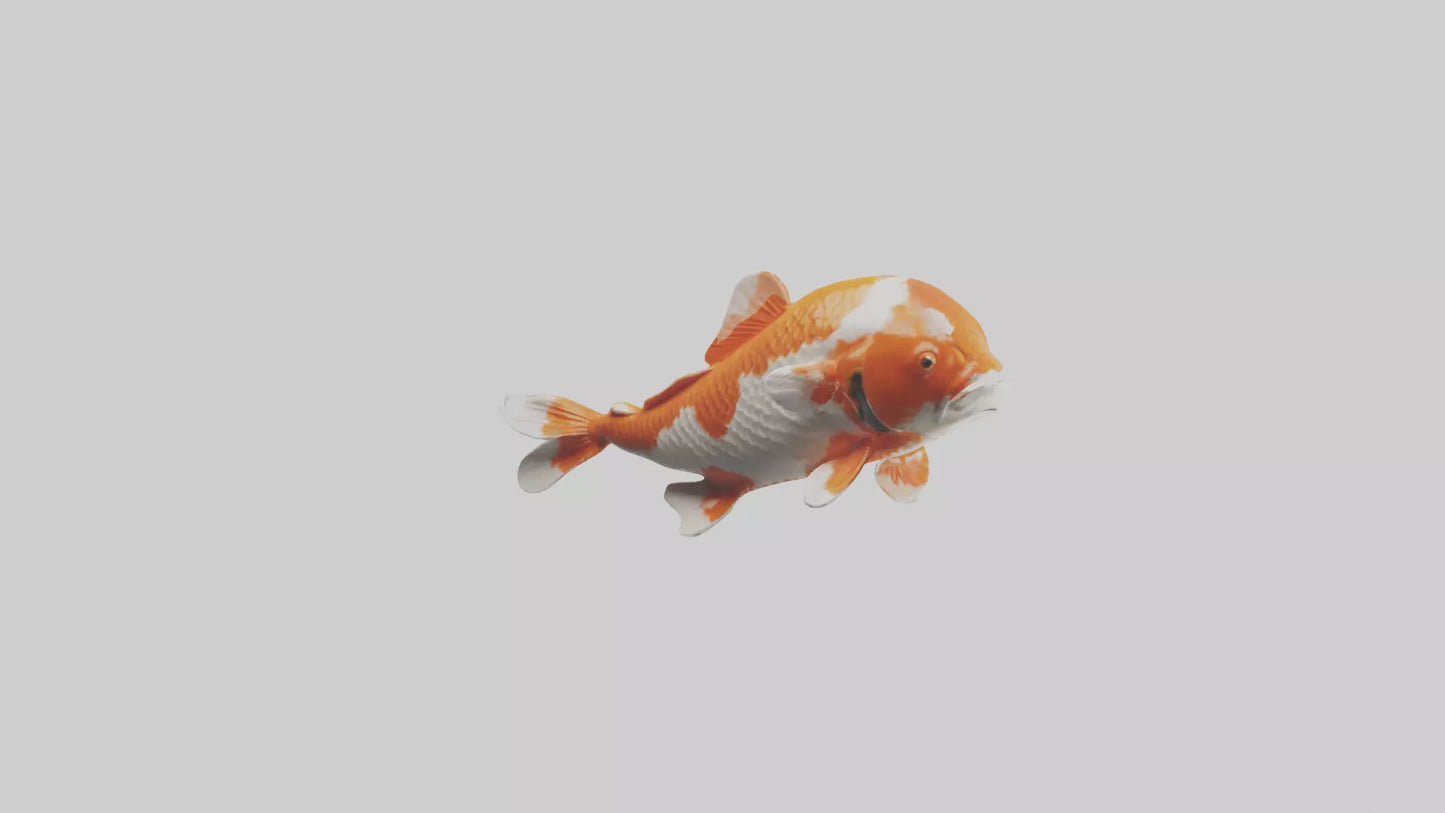 3D model Koi Fish swimming model VR / AR / low-poly