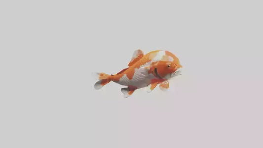 3D model Koi Fish swimming model VR / AR / low-poly