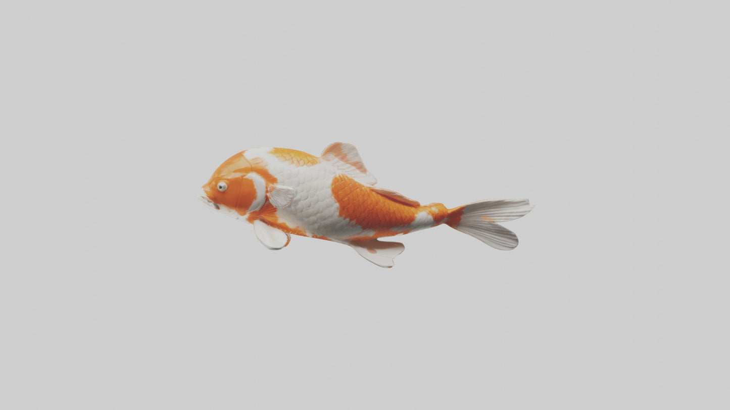 3D model Koi Fish swimming model VR / AR / low-poly