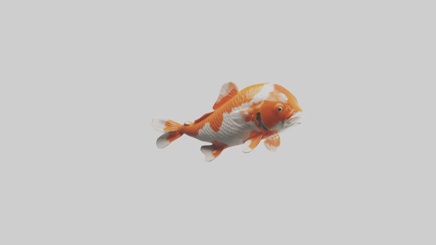 3D model Koi Fish swimming model VR / AR / low-poly