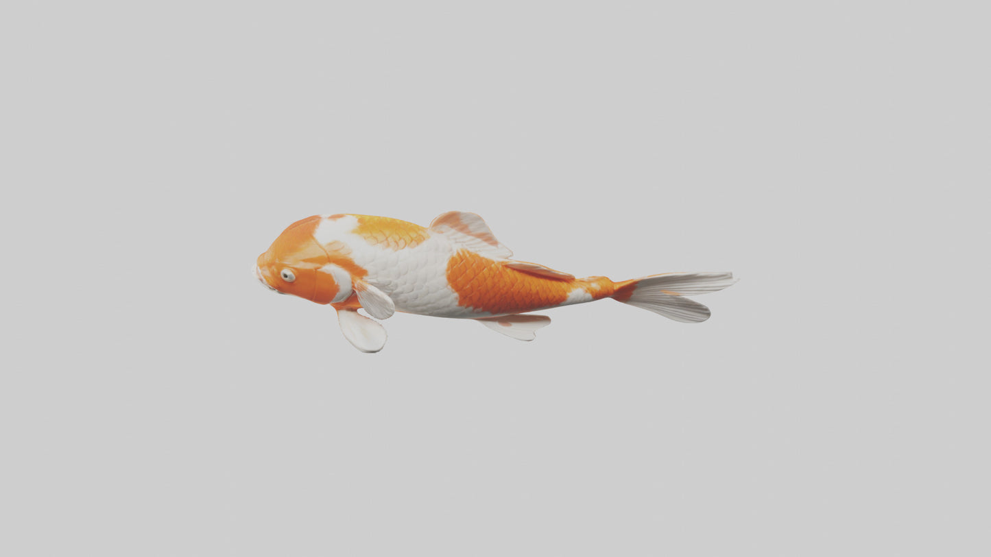 3D model Koi Fish swimming model VR / AR / low-poly