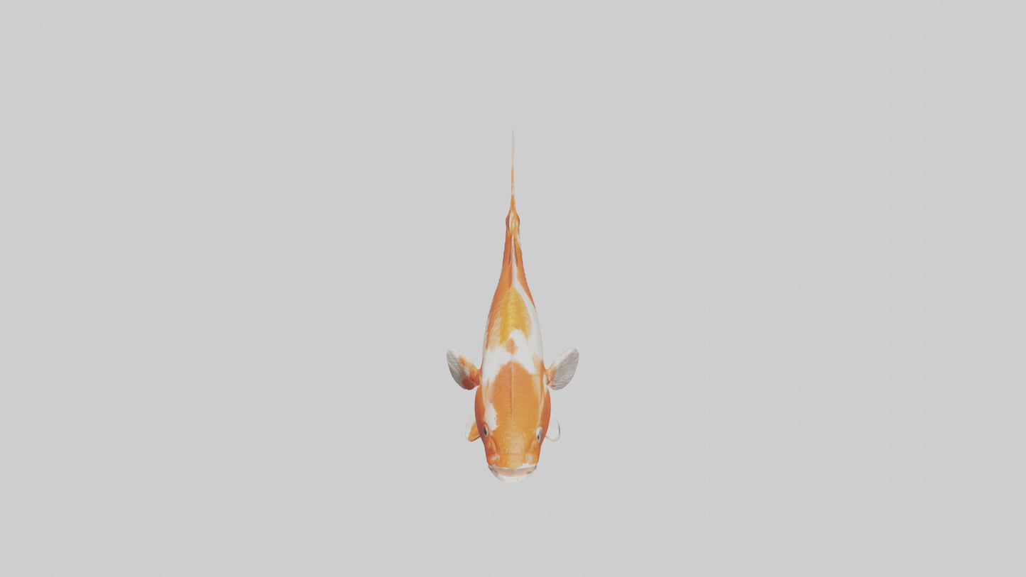 3D model Koi Fish swimming model VR / AR / low-poly