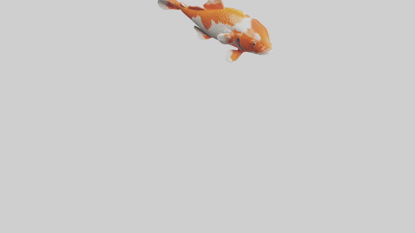 3D model Koi Fish swimming model VR / AR / low-poly