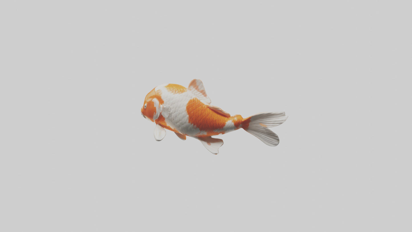 3D model Koi Fish swimming model VR / AR / low-poly