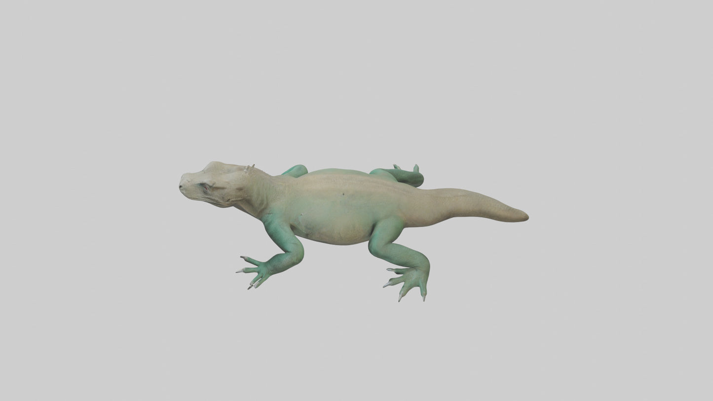 3D model Komodo Dragon resting model VR / AR / low-poly