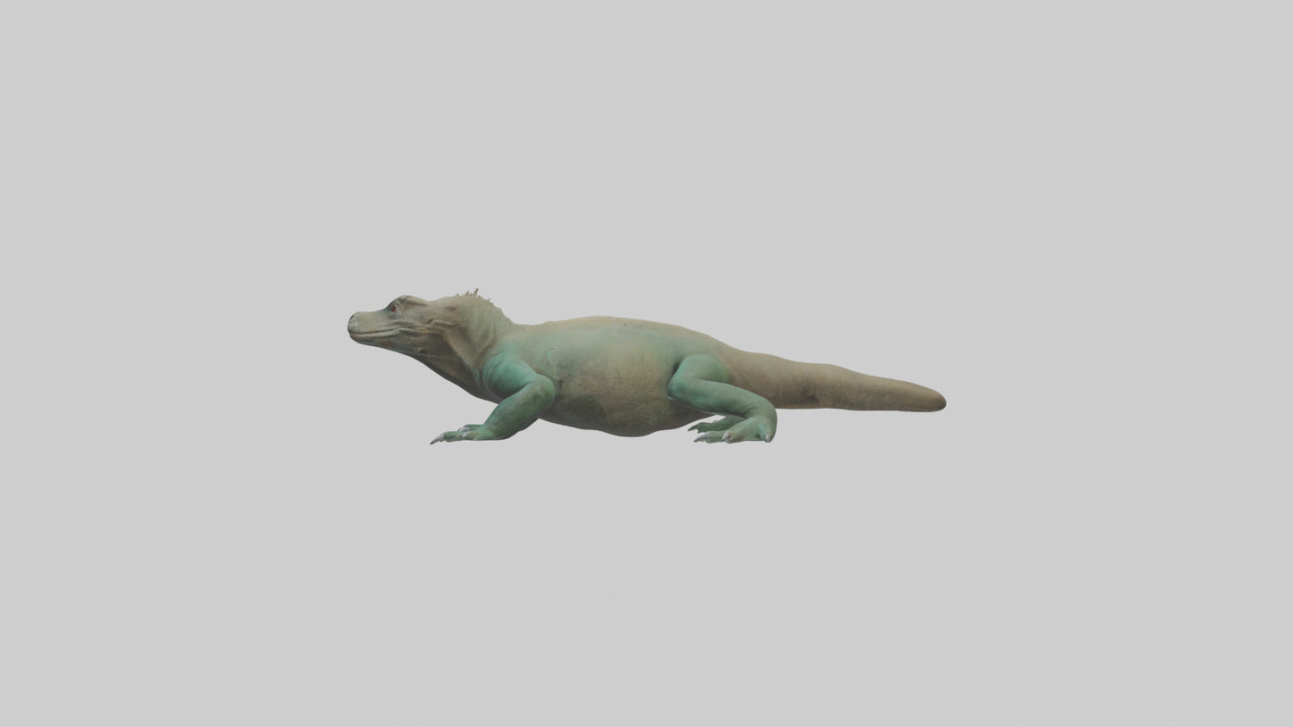 3D model Komodo Dragon resting model VR / AR / low-poly