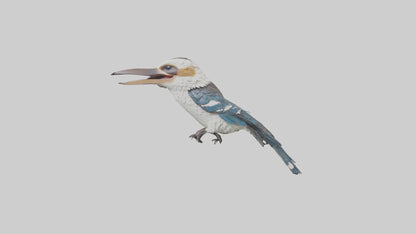 3D model Kookaburra laughing model VR / AR / low-poly