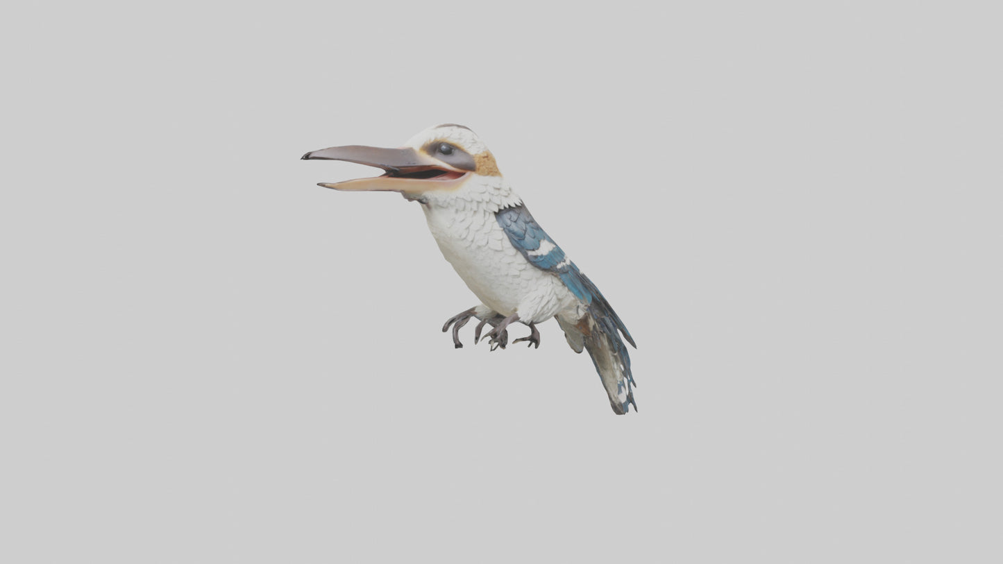 3D model Kookaburra laughing model VR / AR / low-poly