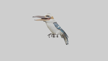 3D model Kookaburra laughing model VR / AR / low-poly