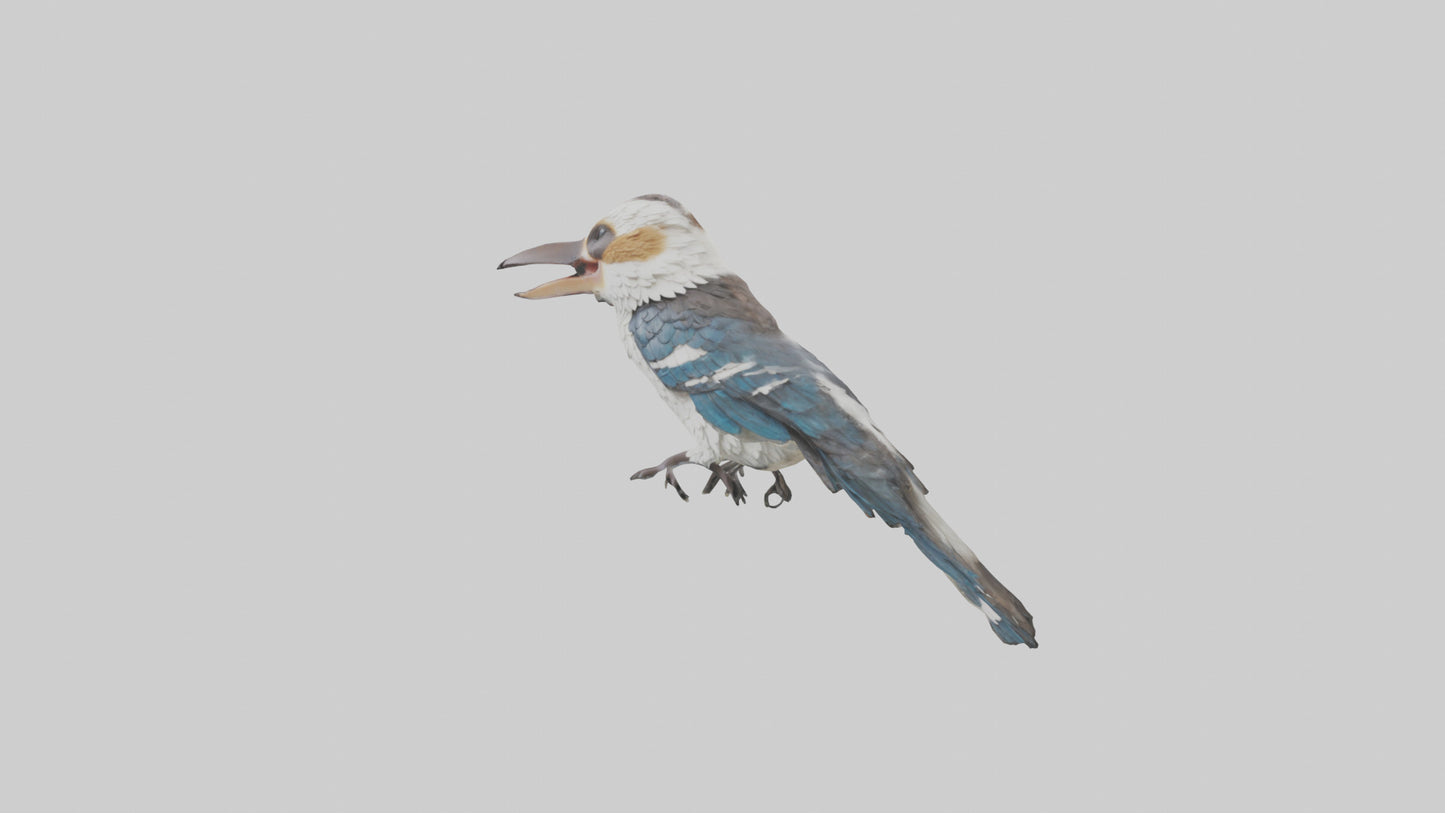 3D model Kookaburra laughing model VR / AR / low-poly