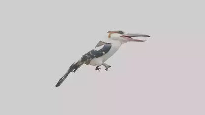 3D model Kookaburra laughing model VR / AR / low-poly