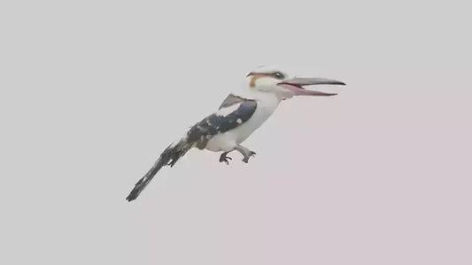 3D model Kookaburra laughing model VR / AR / low-poly