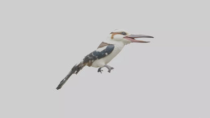 3D model Kookaburra laughing model VR / AR / low-poly